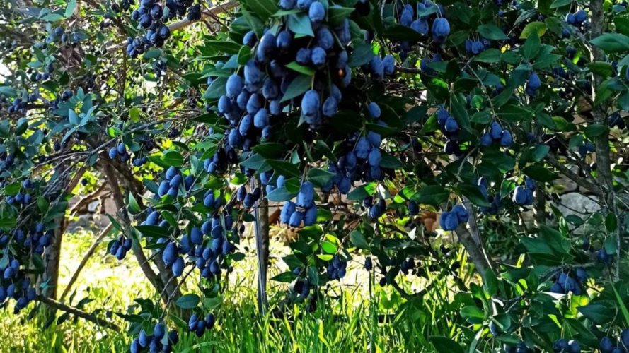 Planta de mirto