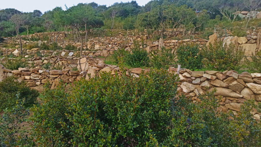 Cultivo del mirto