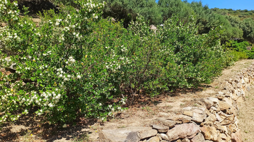 Cultivo del mirto en flor