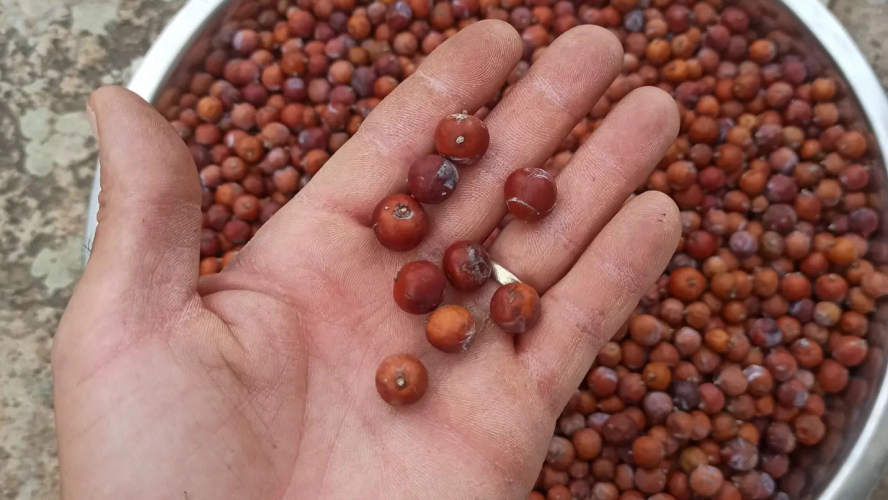 Baies utilisées pour la fabrication du gin