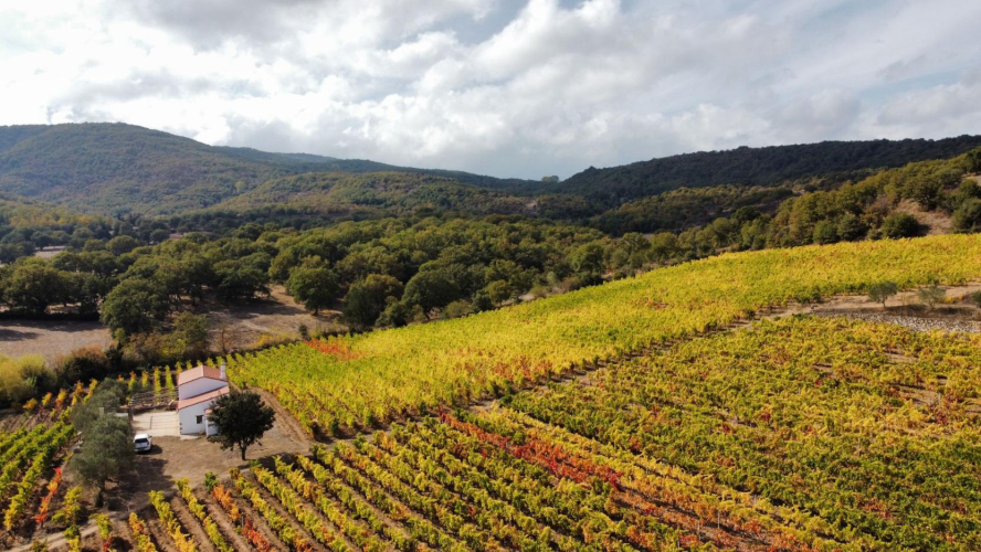 Vue du haut d'un vignoble à Mamoiada