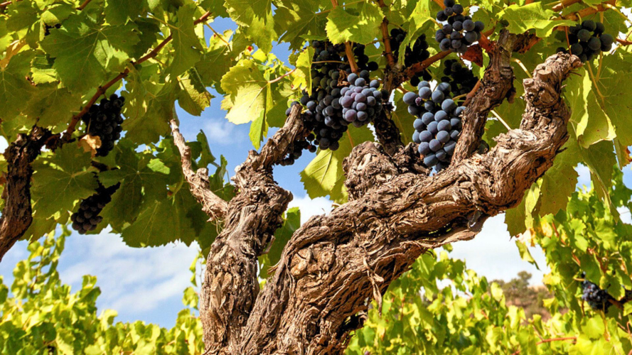 Des sarments de vigne luxuriants dans un domaine viticole à Mamoiada