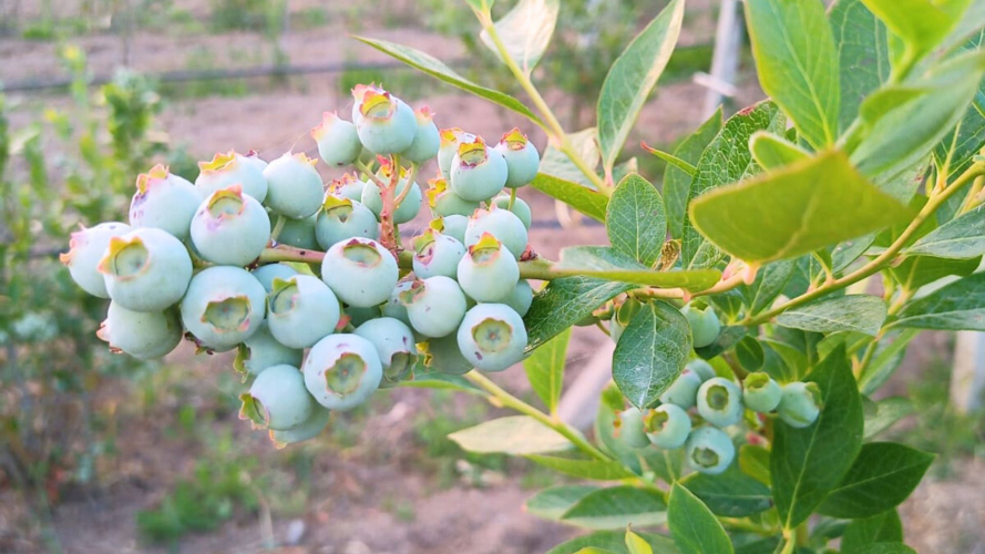 Baies du nord-est de la Sardaigne avec lesquelles préparer des produits uniques