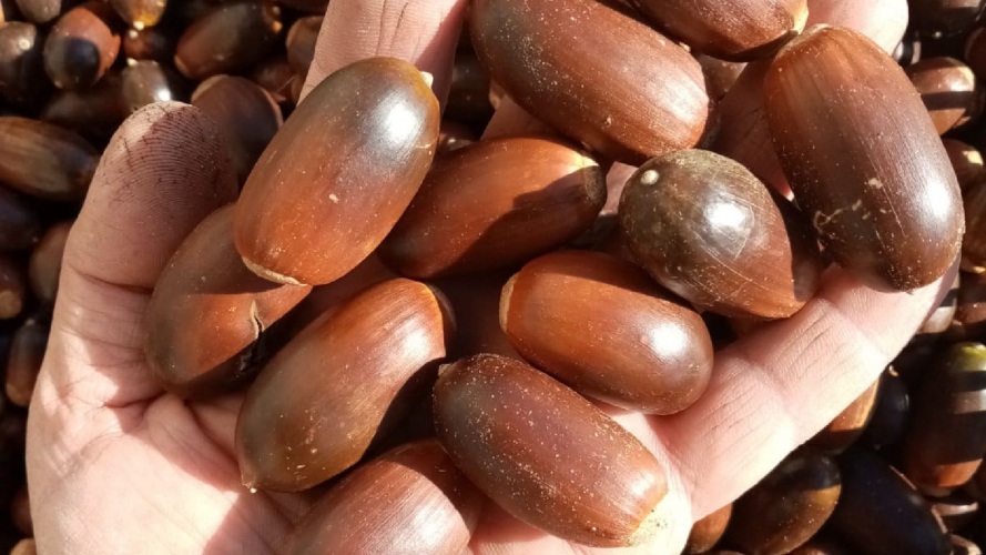 Glands récoltés dans une forêt du nord-est de la Sardaigne pour la production de distillat