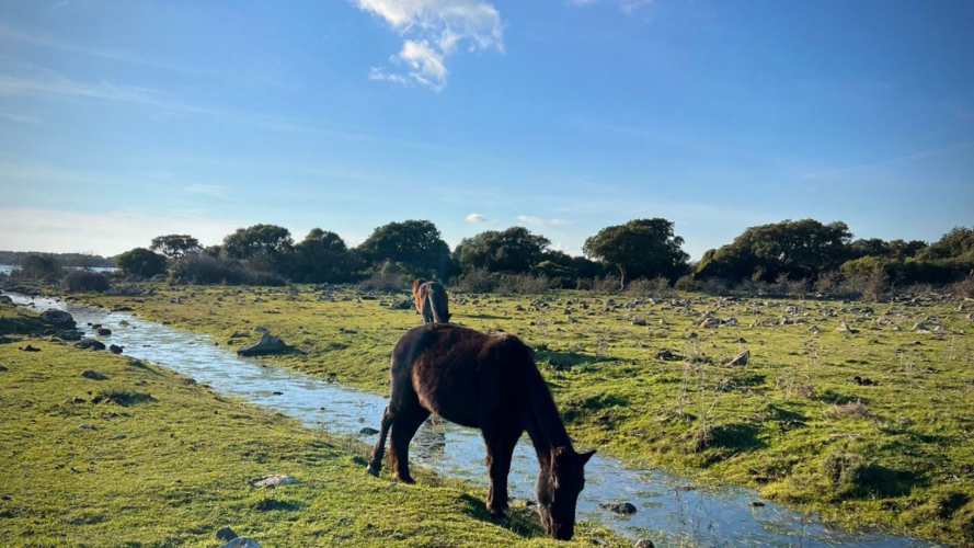 Poneys de la Giara dans le parc de la Giara en Sardaigne