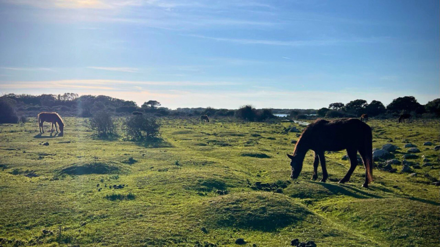 Poneys à l'intérieur du parc de la Giara dans la province de Cagliari