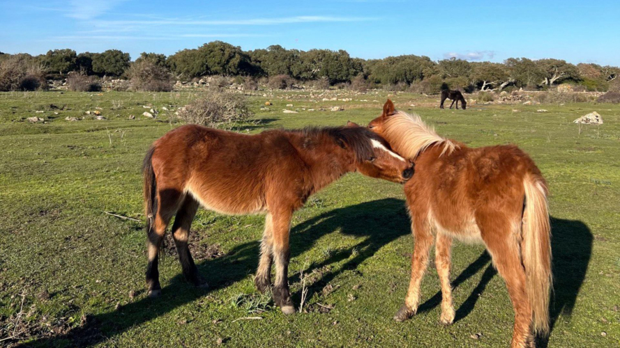 Poneys de la Giara à Tuili