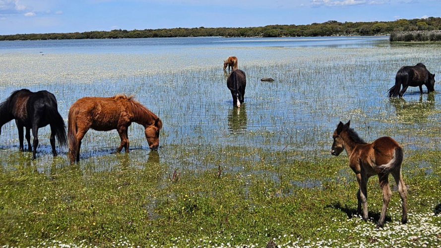 Poneys à l'intérieur du parc de la Giara à Tuili