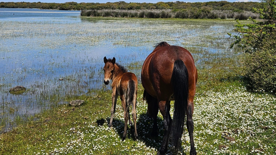Poneys de la Giara à Gesturi
