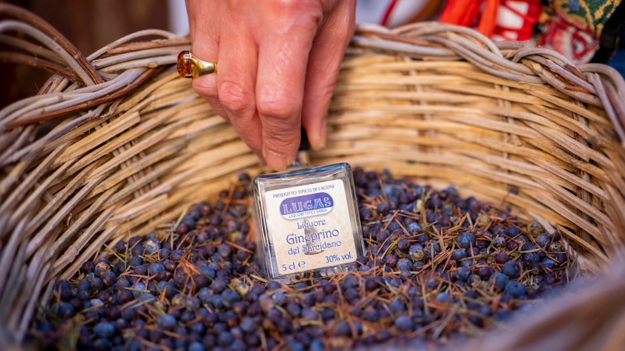Harvesting Sardinian herbs such as thyme, helichrysum, myrtle and juniper for chocolate and liqueur production in Laconi
