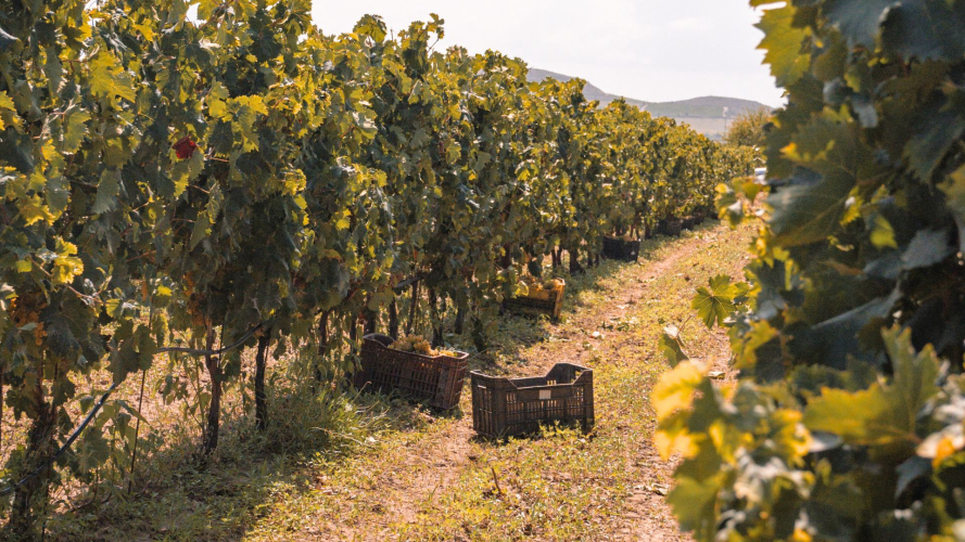 Weinberg auf dem Land zwischen Sorso und Castelsardo