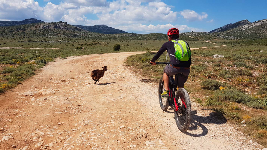 Una cabra cruza la carretera