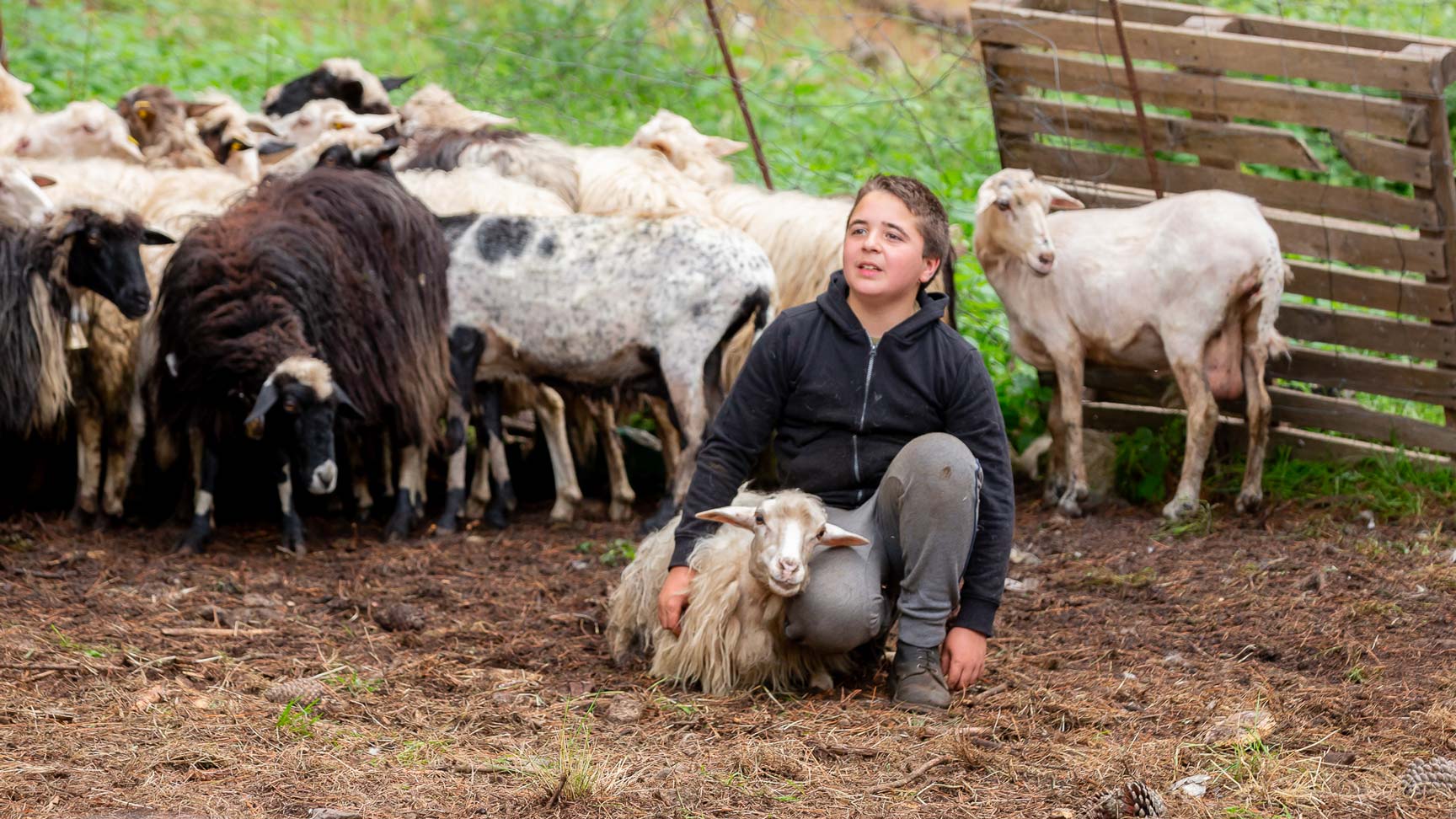 Dans les Landes - Echassier Filant en Gardant les Moutons