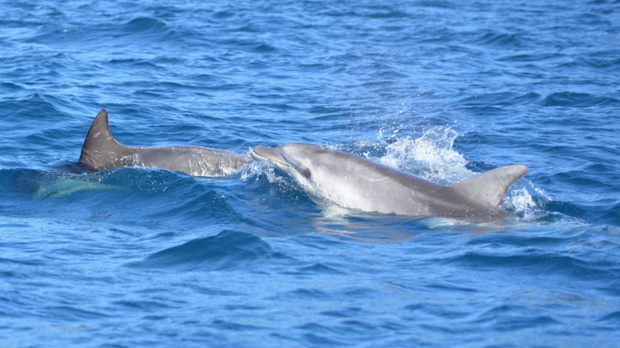 Delfini curiosi nuotano vicino Cala Moresca a Golfo Aranci