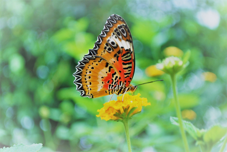Farfalla alla butterfly house