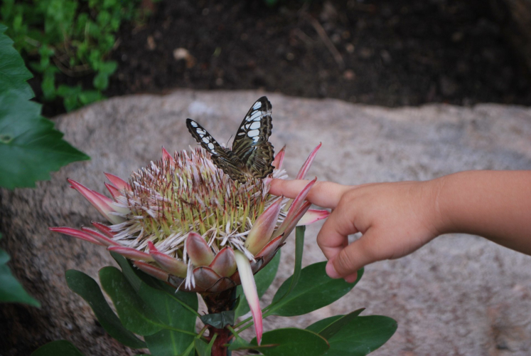 Child with butterfly