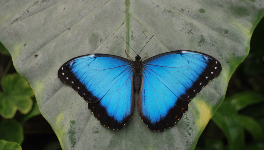 Blue butterfly