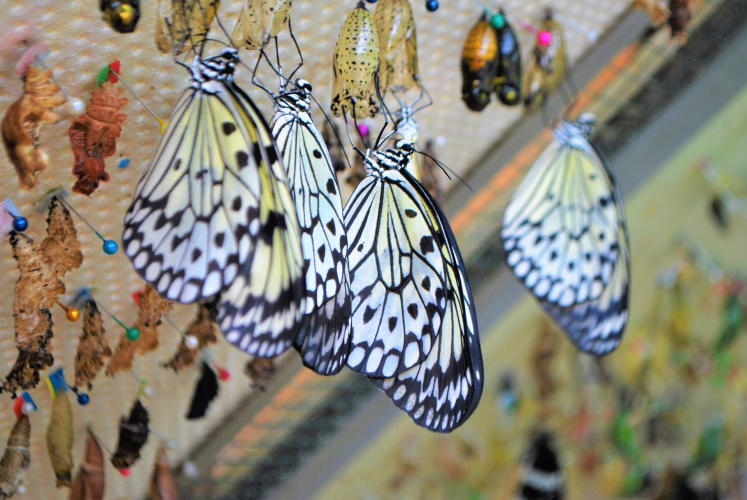 Butterflies