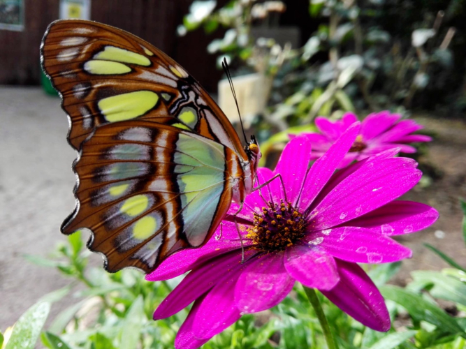 Butterfly
