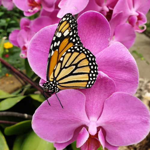 Butterfly on the flower