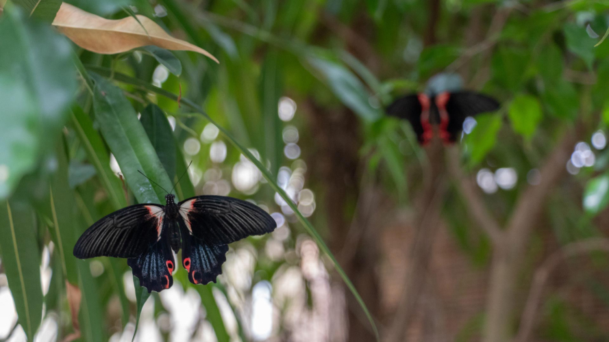 Close-up butterfly
