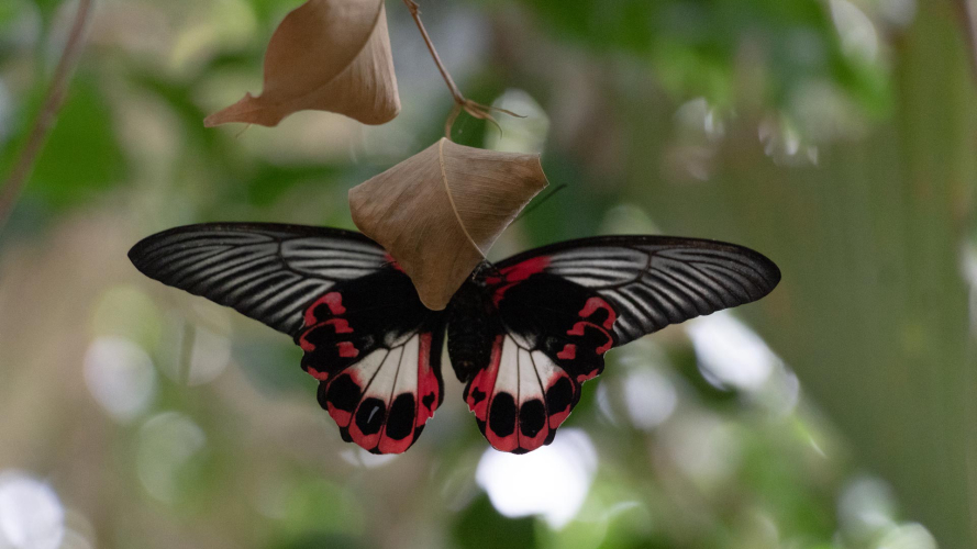Spotted butterfly