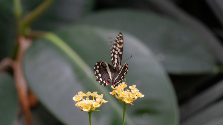 Butterfly on yellow flower