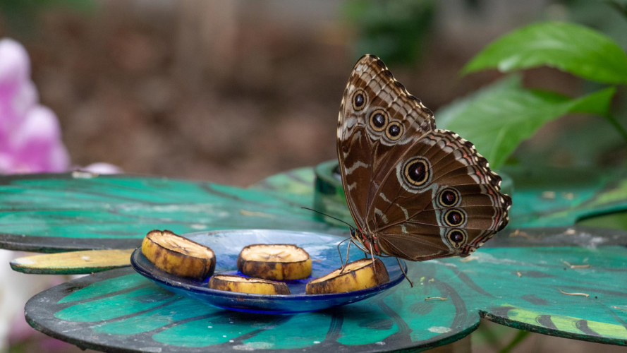 Butterfly eating