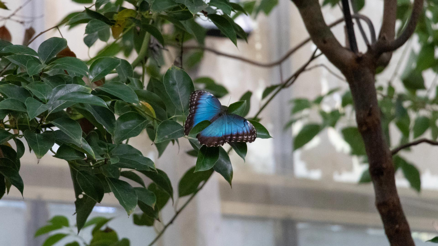 Blue butterfly on a branch