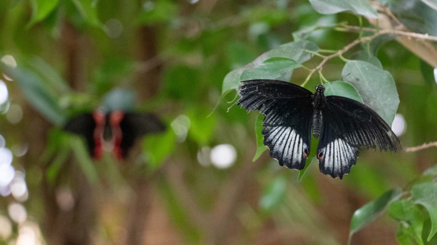 Black and white butterfly