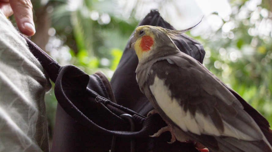 Parakeet
