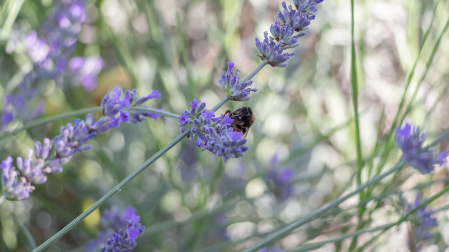 Bee and lavander
