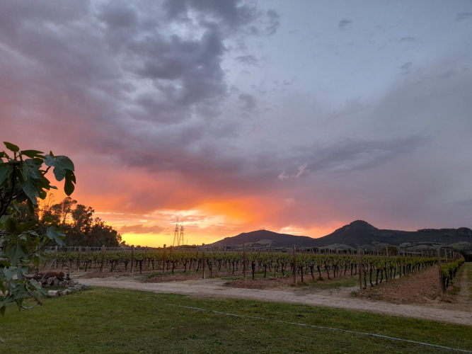 Vigna al tramonto nel territorio di Alghero da vivere durante cena nella natura