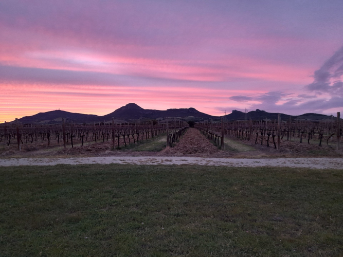 Vigna al tramonto nel territorio di Alghero da vivere durante cena nella natura