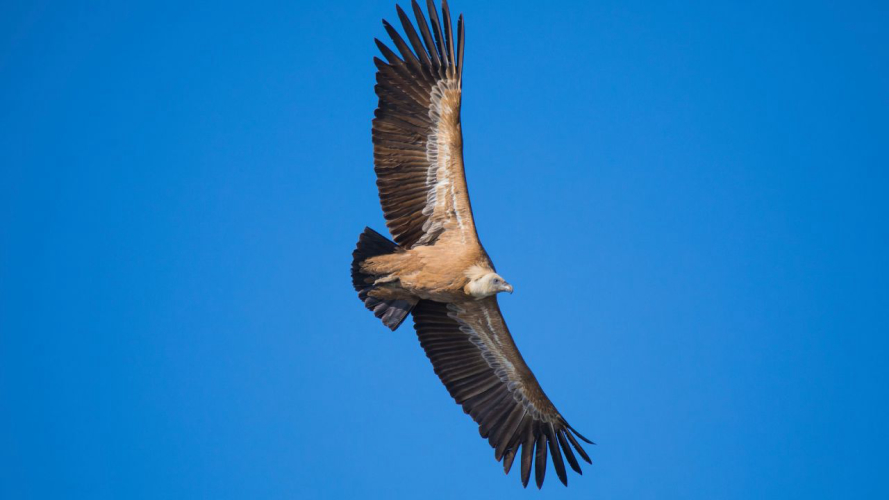 buitre leonado sobrevolando la costa de Capo Marrargiu