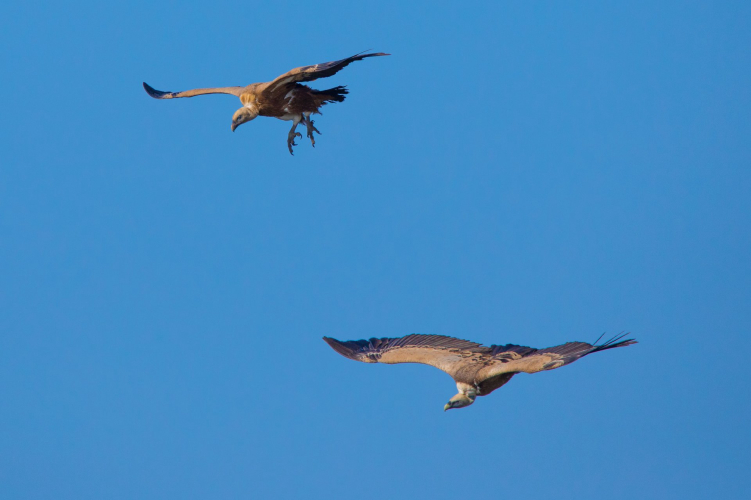 Griffons dans le ciel de Bosa avec une envergure de trois mètres
