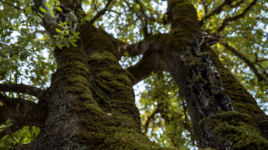 Baum mit Moos auf dem Weg zur Höhle Sa Nurre de Su Hoda in Oliena