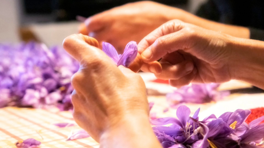 Procesamiento de flores de azafrán en el taller de Olmedo