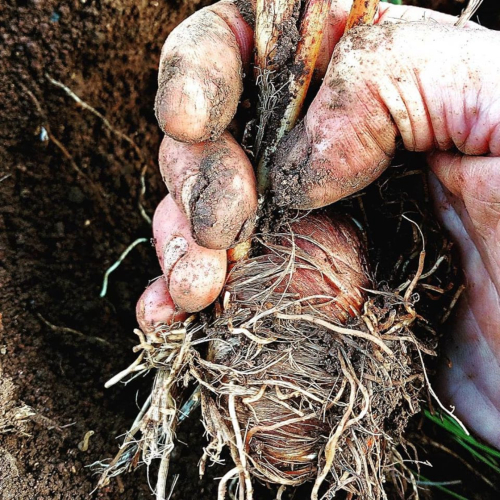 Harvesting saffron at the Olmedo farm
