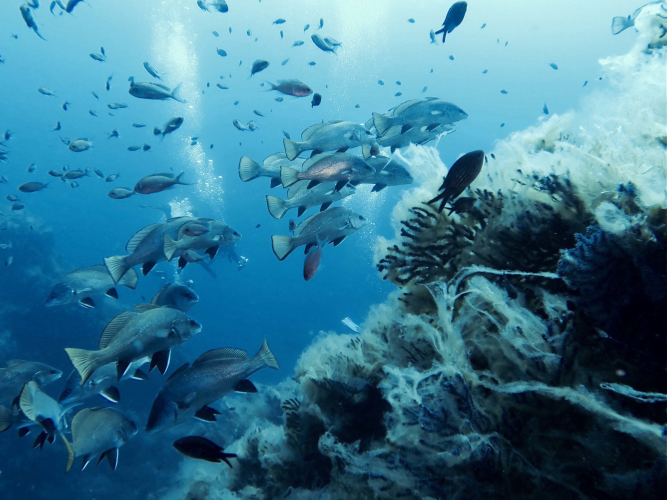 Poissons visibles lors d'une plongée experte à Tavolara