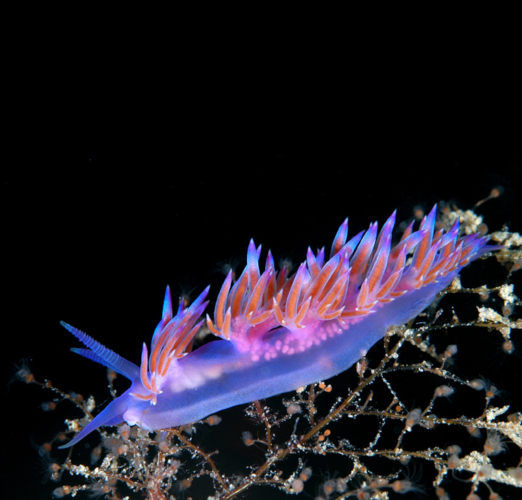 Belle créature marine visible lors d'une plongée experte à Tavolara