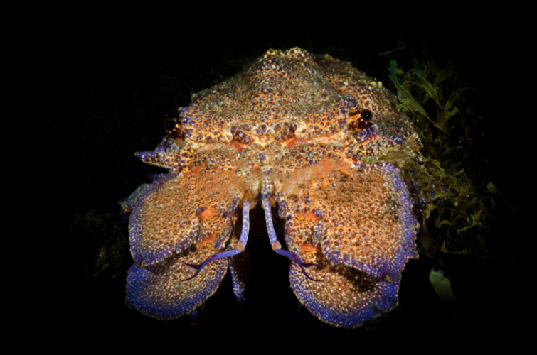 Belle créature marine visible lors d'une plongée experte à Tavolara