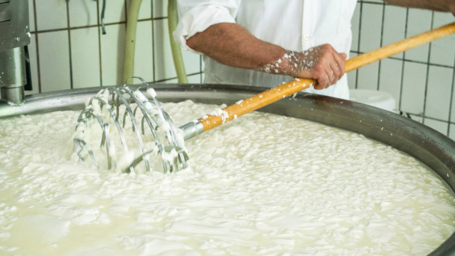 <p>Préparation du fromage à partir de lait à Burgos</p><p><br></p>