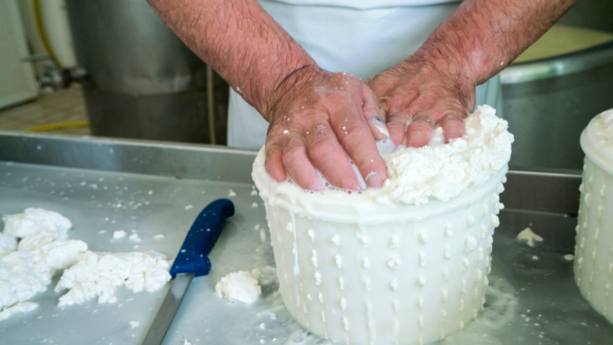 <p>Guide de préparation du fromage de brebis dans une ferme de Burgos</p><p><br></p>