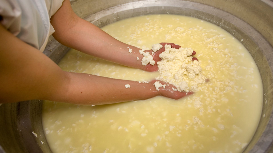 Transformation du lait pour la formation du fromage lors d’une expérience guidée à Burgos
