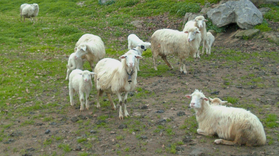 Moutons au pâturage dans la ferme de Burgos