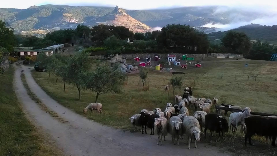 Moutons au pâturage dans la ferme de Burgos