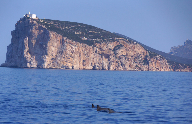 Dauphin dans la mer d’Alghero