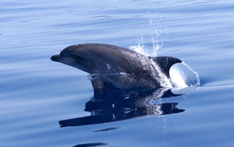 Dauphins dans le golfe d’Alghero
