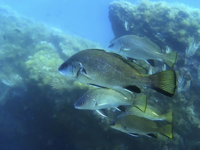 Pêcher dans le golfe d'Alghero